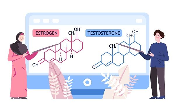 Teaching molecule of estrogen as a woman hormone molecule of testosteron as man hormone
